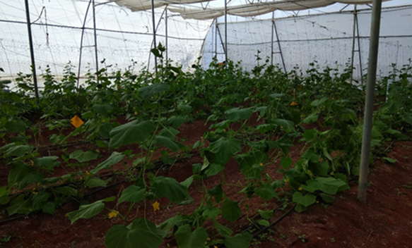  Commercial Vegetable Production 